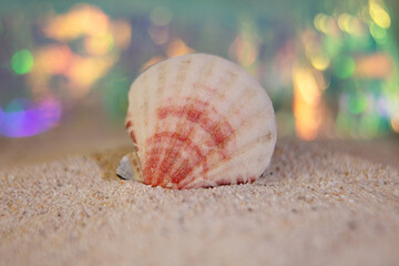 Closeup photography of seashell,staying in sand.Summer vacantion concept.