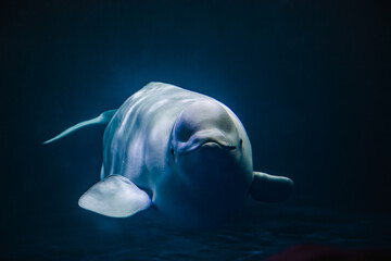 Closeup shot of a cute beluga whale swimming underwater