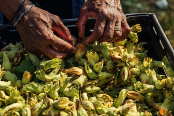 A close-up of freshly harvested English cobnuts, a variety of hazelnuts, nuts, in Kent, UK