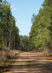 Kisatchie National Forest,Louisiana 