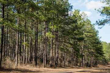 Kisatchie National Forest, Louisiana