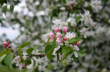 Blooming buds of an apple tree close-up.
