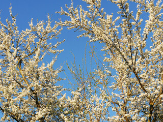 White flowers on the branches of trees in the spring