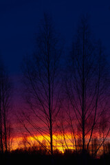 Contrasting blue and red sunset and silhouettes of birch trees against the sky