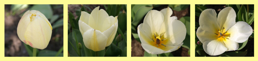 A collage of photos of the four stages of the opening of a pale yellow tulip flower. Blurred background. Development of the situation