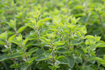 Close-up of a basil plant with a strong detailed texture. Natural background.
