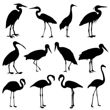 storks,cranes and flamingos silhouettes collection - vector
