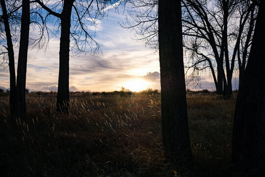 Beautiful shot of a bright sunset in a forest in Cherry Creek, Colorado