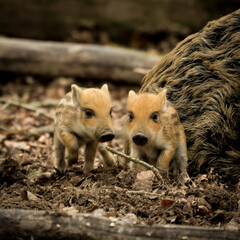 Closeup of two piglets standing next to each other in a forest