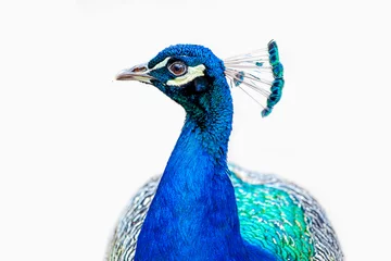 Foto auf Acrylglas portrait of a peacock. peacock - peafowl isolated on white background. headshot Portrait close-up © ImageSine
