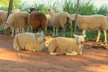 Two sheep that escaped from the farm's pasture lying on the ground of a dirt road in front of the flock.