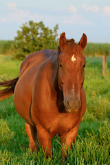 Obraz premium Portrait of a beautiful brown horse during sunset in the pasture of a farm with green grass.