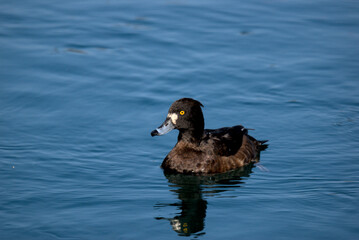 Fuligule morillon femelle (Aythya fuligula) nageant dans un lac Alsacien - Bas Rhin - France