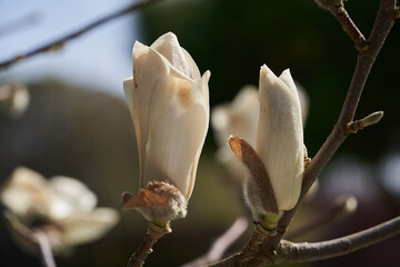 Blooming tree Magnolia kobus in the garden. Known as mokryeon kobus magnolia or kobushi magnolia. Detail of flower head, springtime.