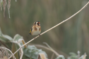 Closeup shot of a Goldfinch, Carduelis carduelis perched on a branch