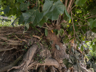 Regrowth of fresh leaves and twigs. New branches and leaves are reborn on the trunk after being damaged. Many intense green leaves keep the tree alive.