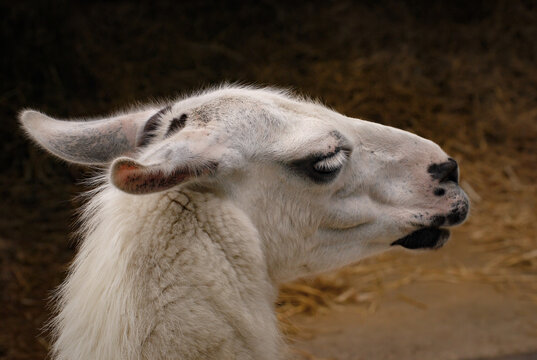 Closeup shot of a White Llama, Lama glama