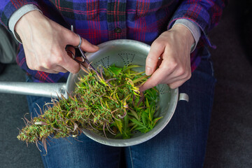Middle Aged Woman's Hands Trimming Leaves Off Medical Marijuana Bud or Hemp Flower with Scissors