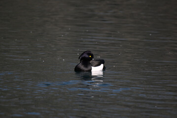 Fuligule morillon mâle (Aythya fuligula) nageant dans un lac Alsacien - Bas Rhin - France