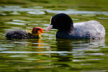 Eurasian coot bird baby with mother (Fulica atra) in the water
