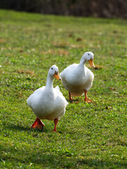 Vertical shot of two American Pekins at a community park in New Albany, Indiana, USA