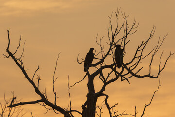 silhouette of two young eagles in a tree at sunset 