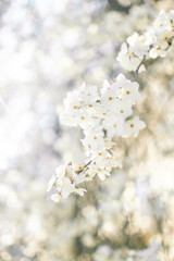 Closeup of a white apple blossom blooming in spring in a garden against a blue sky.