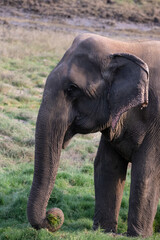 Fototapeta na wymiar An Old Asian Elephant enjoying feeding on a sunny day at Satpura Tiger Reserve, Madhya Pradesh, India
