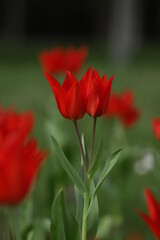tulipan czerwony na tle innych tulipanów - obrazy, fototapety, plakaty
