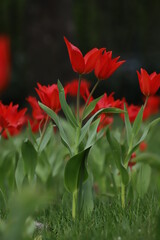 tulipan czerwony na tle innych tulipanów - obrazy, fototapety, plakaty