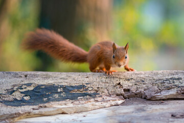 Baby Eichhörnchen  © PhotoArt