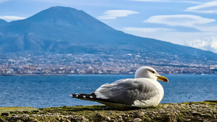 Fototapeta na wymiar Seagull on the wall of Castel dell Ovo (Egg Castle) with panoramic view on mount Vesuvius in Naples, Campania, Italy, Europe. Ferries in the port of Naples. Clouds and sea view. Bird watching