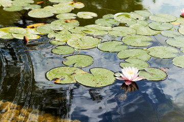 white waterlily aquatic flower growing in a city pond