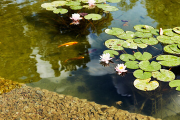 white waterlily aquatic flower growing in a city pond
