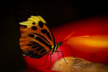 Closeup of Mechanitis polymnia, the orange-spotted tiger clearwing or disturbed tigerwing.