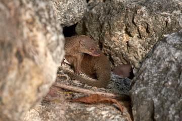 Shallow focus shot of an Indian brown mongoose sitting among big rocks on a sunny day