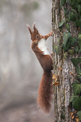 Eichhörnchen	
