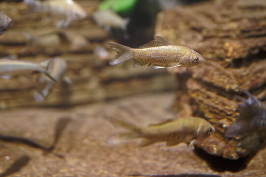 Close-up shot of a Silvertip tetra fish underwater