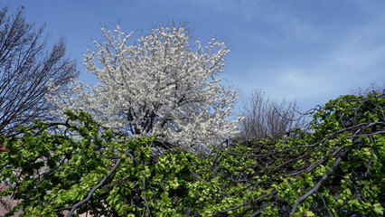 branches against blue sky