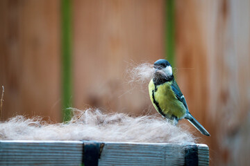 a titmouse, parus major, is collect dog hairs for the nest building at a spring day 