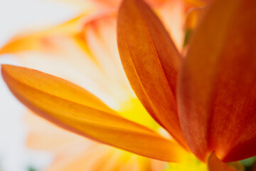 Close up of orange flower petals of a Chrysanthemum 