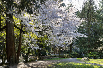 Spring in park