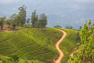 Tea plantation