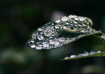 Close-up shot of waterdrops on a leaf in a blurry background.