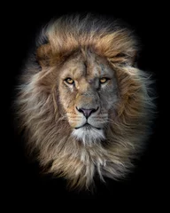 Gordijnen Portret van een gezicht van een Afrikaanse leeuw op een zwarte achtergrond © Wil Reijnders/Wirestock Creators