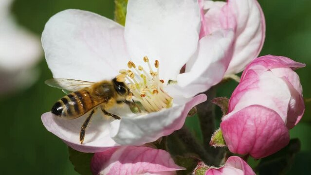 Pollinating bees in apple blossom orchards.bee is laying on a flower.Fruit trees bloom in spring.macro view