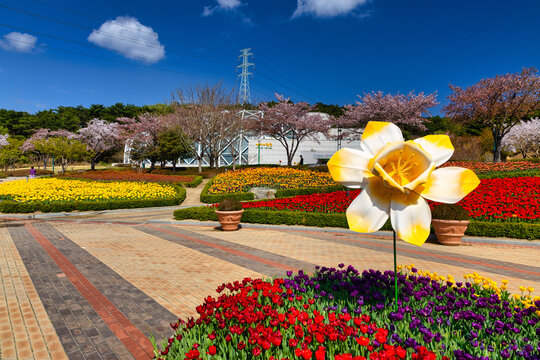Flowers in Ulsan grand Park in Ulsan, South Korea
