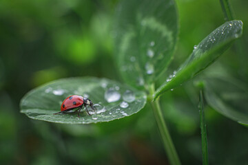 Small red ladybug on a green clover leaf with rain drops on a white background. Macro shot, selective focus.