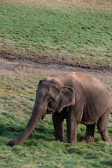 Naklejka premium An Old Asian Elephant enjoying feeding on a sunny day at Satpura Tiger Reserve, Madhya Pradesh, India