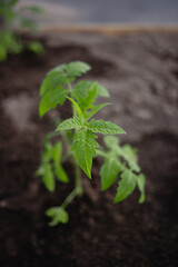 young plant of tomatoes in the ground